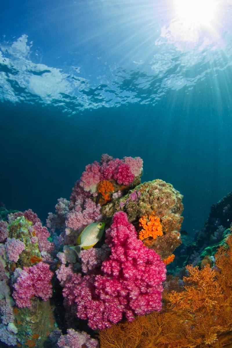 Coral reef in Belize